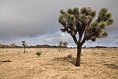 《龙腾世纪：影障守护者》前瞻 战斗将采用能力轮盘